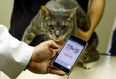 تشخیص درد گربه‌ها با برنامه هوش مصنوعی CatsMe!