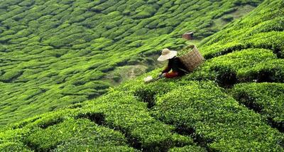 کاهش 3درصدی برداشت چای در سال زراعی جاری