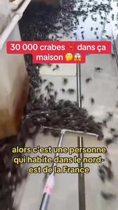 (ویدئو) ۳۰ هزار خرچنگ‌ خانه این مرد را محاصره کردند
