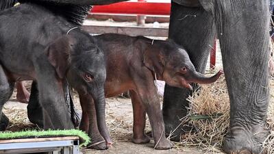 (ویدئو) معجزه در تایلند؛ بچه‌فیل‌های دوقلو به دنیا آمدند