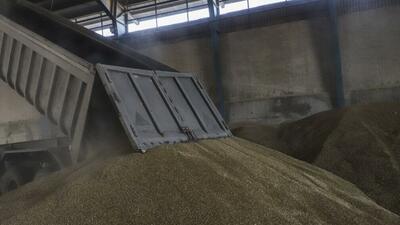 تولید گندم در کشور از ۱۵ میلیون تن فراتر می‌رود