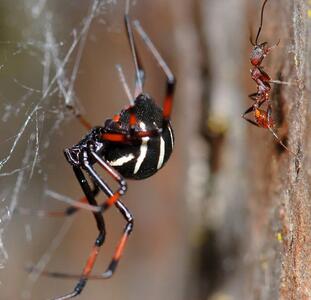 مشاهده یکی از سمی ترین عنکبوت های دنیا در جزیره قشم+ فیلم