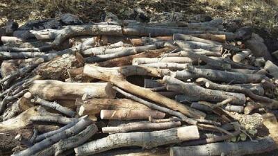 دستگیری قاچاقچیان مسلح چوب در شاهرود