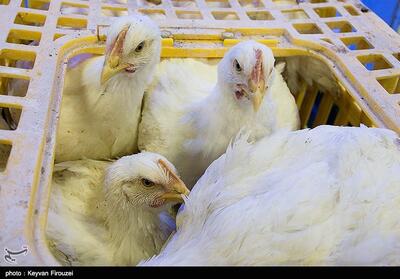 شیوع آنفولانزای پرندگان در استرالیا - تسنیم