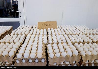 تولید 14هزار تن تخم‌مرغ در لرستان؛ کمبود مرغ نداریم - تسنیم