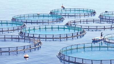 برنامه‌ریزی برای توسعه واحد‌های پرورش ماهی در قفس