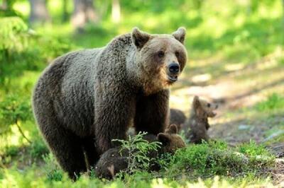 مشاهده همزمان 2 قلاده خرس قهوه‌ای با توله هایشان در ارتفاعات جنگلی شرق گیلان + فیلم