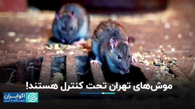 موش های تهران تحت کنترل هستند!