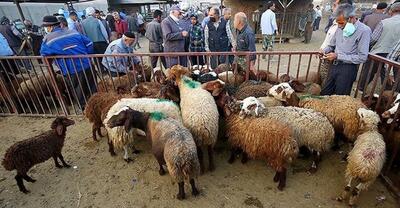 قیمت دام زنده امروز ۲۶ خرداد ۱۴۰۳  / گوسفند قربانی چند؟