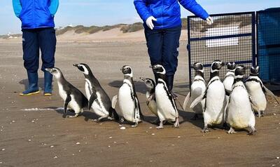(ویدئو) بازگشت ۱۴ پنگوئن به حیات وحش پس از بازپروری موفقیت‎‌آمیز