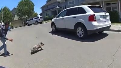 (ویدئو) تلاش سخت نیروهای پلیس برای گرفتن یک بچه خوک