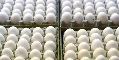 قیمت تخم مرغ بسته بندی امروز / قیمت تخم مرغ شانه ای چند؟