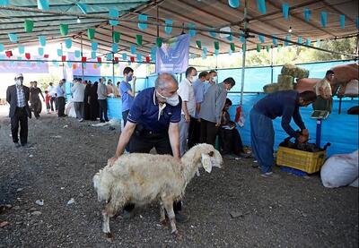 گوسفند زنده هر کیلوگرم  ۳۳۰ هزار تومان است