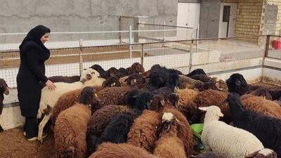 قیمت جدید گوسفند قربانی در تهران اعلام شد