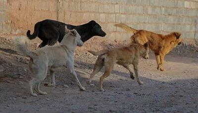 زنده‌گیری ۱۵۳۴ قلاده سگ در طول سه ماه اول سال در تبریز