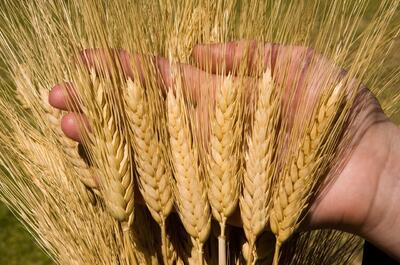 ۵۵ هزار تن گندم در استان بوشهر برداشت و خریداری شد