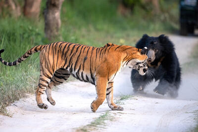 تماشا کنید: خرس در برابر ببر؛ رویارویی دو شکارچی بزرگ در هند - زومیت