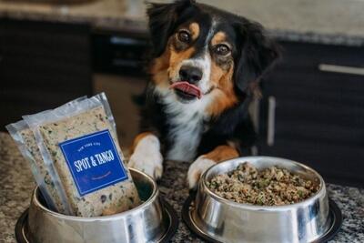آموزش تهیه غذای سگ در خانه (طرز تهیه ۵ غذای محبوب برای سگ ها)