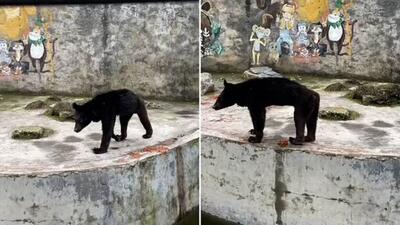 (ویدئو) غمگین‌ترین خرس جهان که رژیم غذایی گیاهخواری اجباری او را نحیف کرده!