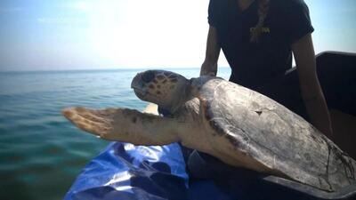 (ویدئو) درمان لاک‌پشت‌های مجروح