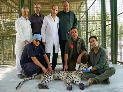 درمان موفق تنها پلنگ بیمار باغ‌وحش مشهد
