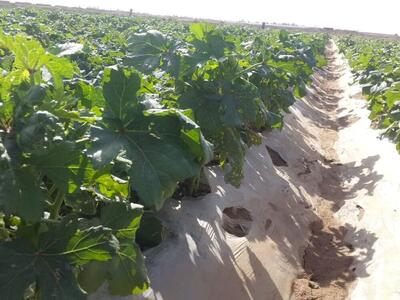 تمهیدات انجام شده برای جایگزینی محصولات کم آب حوزه کشاورزی در فارس