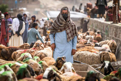 عکس/ بازار دام کابل در آستانه عید قربان
