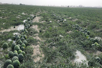 ۲۰ هکتار از اراضی کشاورزی شهرستان لنده زیر کشت هندوانه رفته است