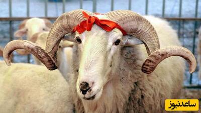 خلاقیت تازه عروس های ایرانی برای تزئین برنج به شکل گوسفند در عید قربان حماسه آفرید/ پُلو به این نازی و جذابی دیده بودین؟+عکس