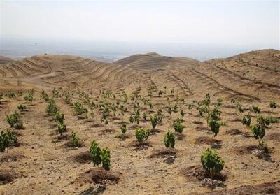 طرح ملی کاشت یک میلیارد درخت در فارس به 10 میلیون رسید - تسنیم