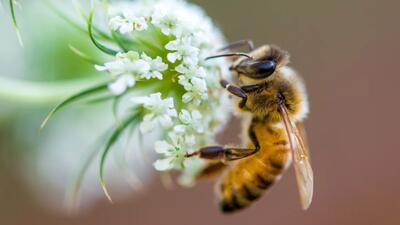 زنبورهای عسل قادر به تشخیص سرطان ریه از طریق تنفس هستند