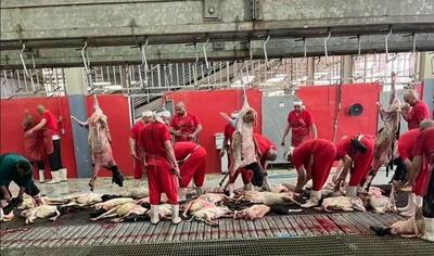 اتمام عملیات ذبح قربانی حجاج ایرانی با ۸۵ هزار رأس گوسفند