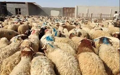 وزارت جهاد: قیمت هر کیلو دام زنده در روز عید قربان ۲۶۰ هزار تومان است