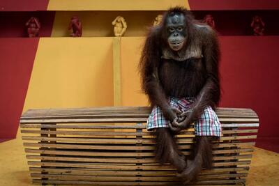 «انتظار صبورانه اورانگوتان»، برنده جایزه مسابقه عکاسی محیط زیست / عکس