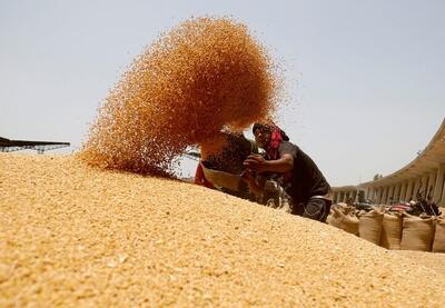 خریداری بیش از ۱.۶ میلیون تن گندم از کشاورزان خوزستانی