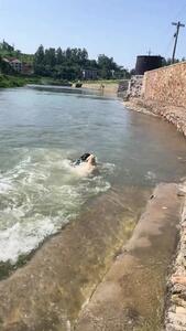 فیلم فداکاری یک سگ برای نجات سگ گرفتار در رودخانه