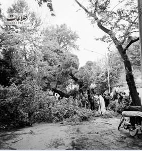 (تصاویر) سفر به تهران قدیم؛ توفان درخت‌های تهران را از ریشه درآورد!