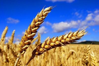 خرید تضمینی ۳۱ هزار تن گندم در سمنان/ مطالبات کشاورزان پرداخت می‌شود