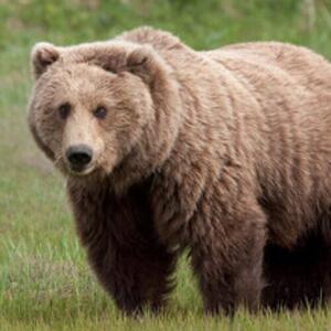 نجات یک فرد خرس قهوه‌ای در شهرستان اردل