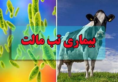 شناسایی بیش از 400 بیمار مبتلا به تب مالت در استان کرمان - تسنیم