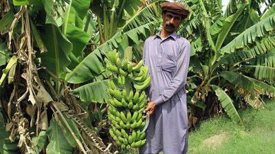 سیستان و بلوچستان فرصتی برای خودکفایی کشور در تولید موز