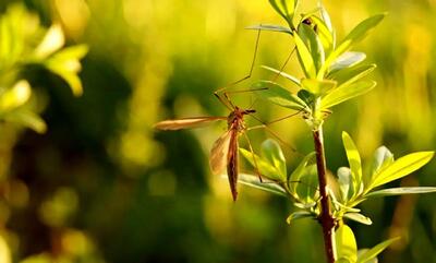 ۸ گیاهی که پشه‌ها را از حیاط شما دور می‌کند