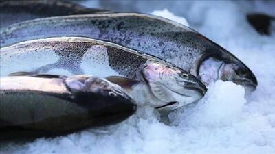 ۱۰۰ تن ماهی سالمون سالانه از لرستان صادر می‌شود