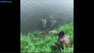 لحظه وحشتناک حمله ناگهانی تمساح به عکاس حیات وحش (فیلم)