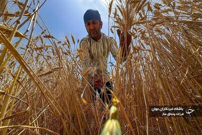 (تصاویر) آغاز برداشت خوشه‌های طلایی از مزارع استان فارس