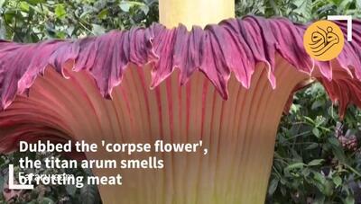 تصاویری از شکوفا شدن بدبوترین گل جهان | شگفتی های «گل جسد» را ببینید