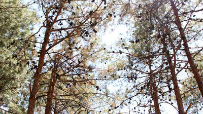 800 درخت در پارک چیتگر خشک شده اند