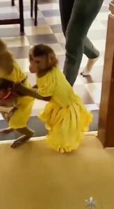 فیلم از خانواده میمون ها در گشت و گذار شهری