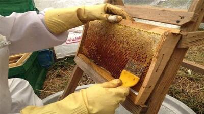 تولید بیش از ۴هزار تن عسل در لرستان