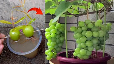 (ویدئو) نحوه پرورش انگور سبز با حبه انگور